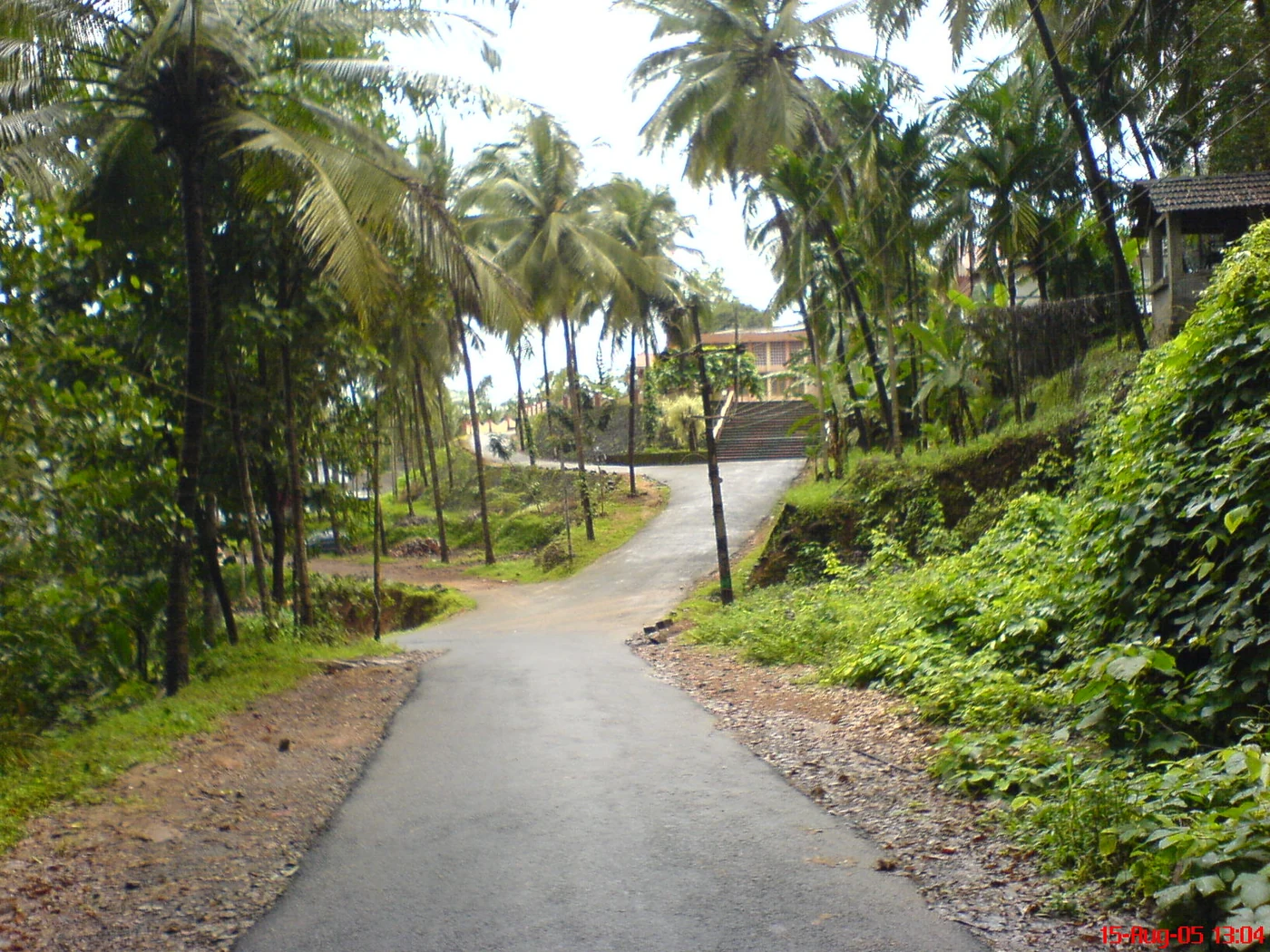 A quiet village road framed by tropical greenery