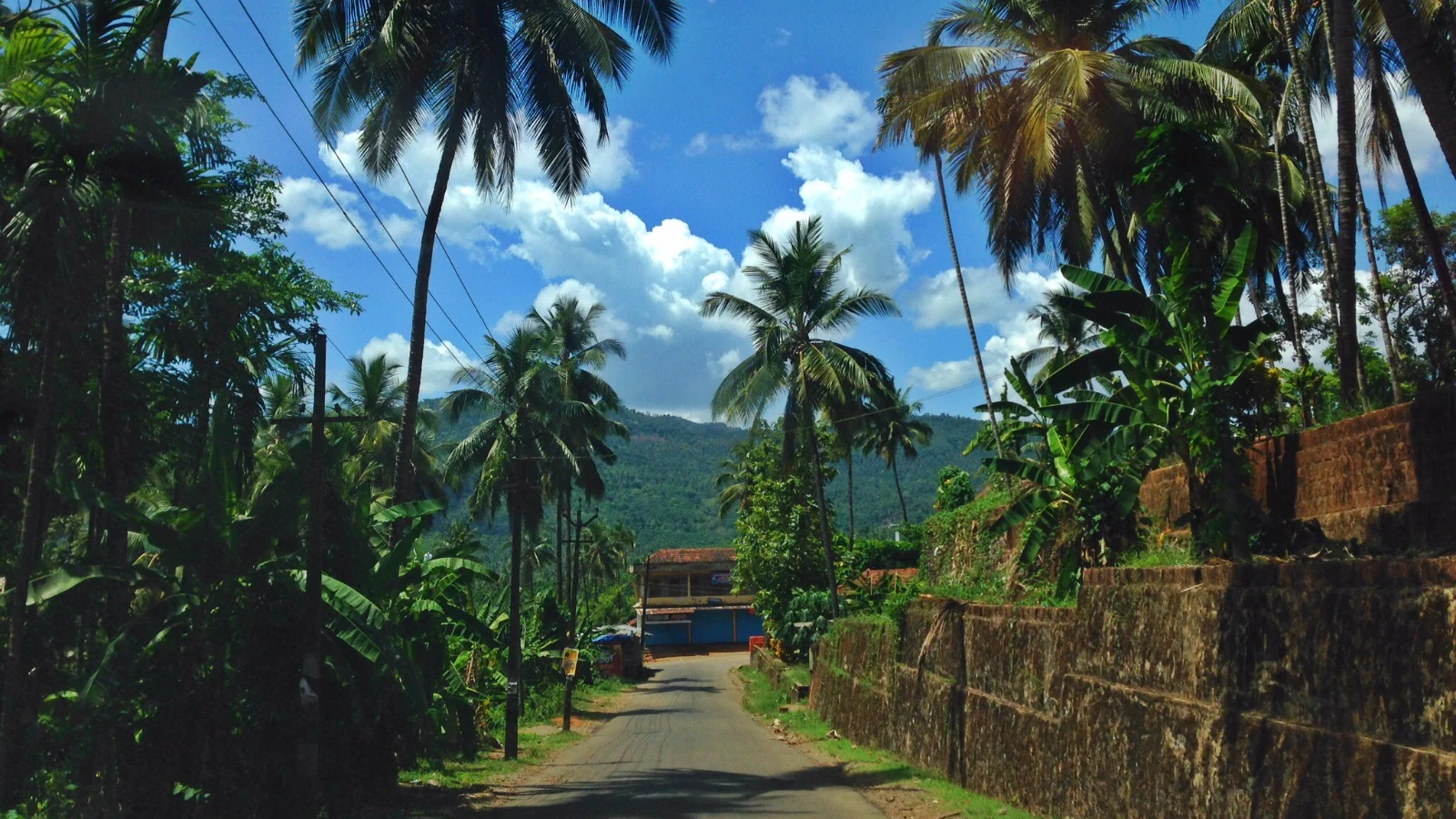 Tall coconut palms beneath a vivid village sky