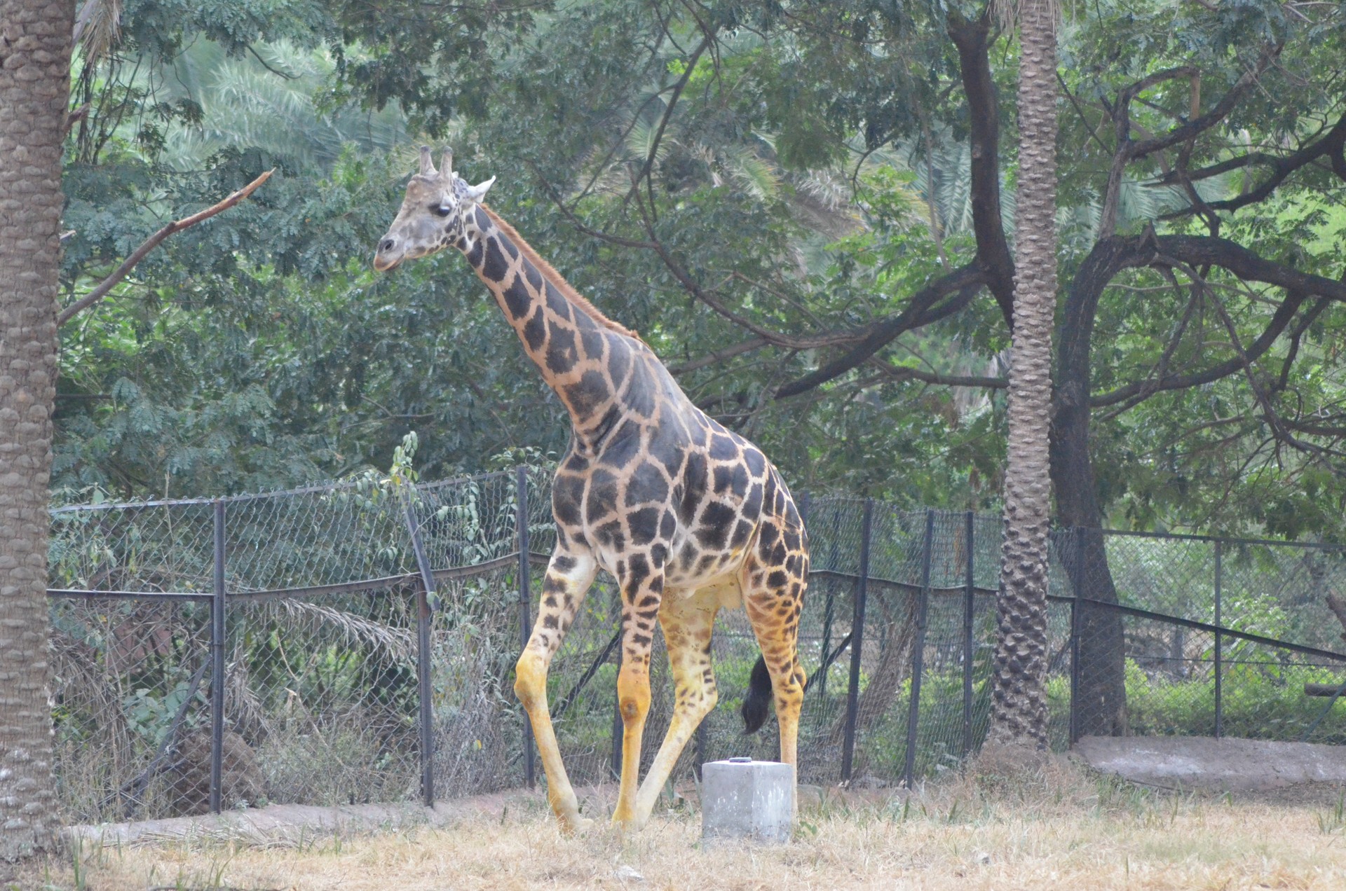 Nehru Zoological Park 3 cover