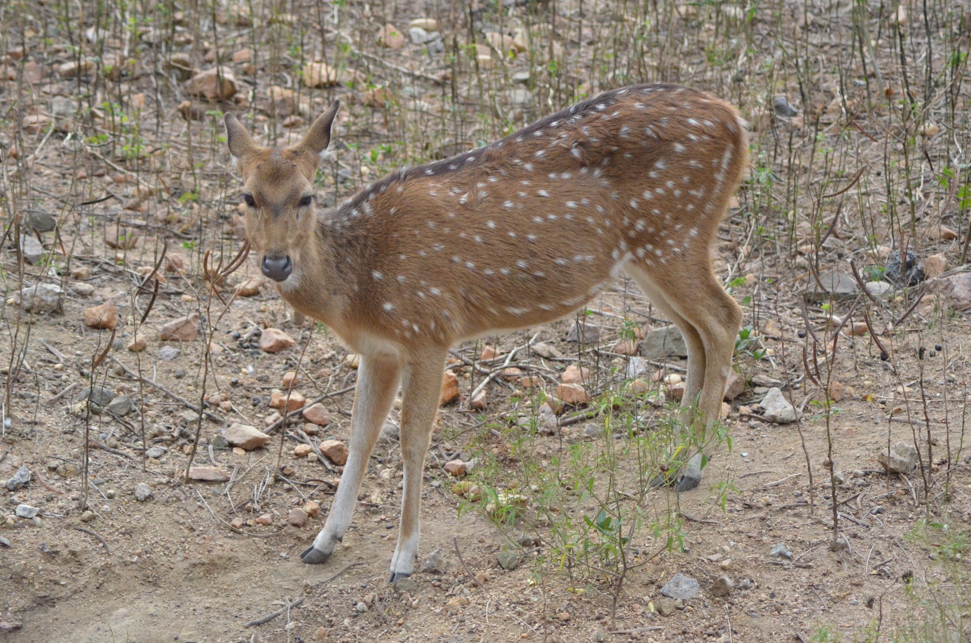 Nehru Zoological Park 4 cover