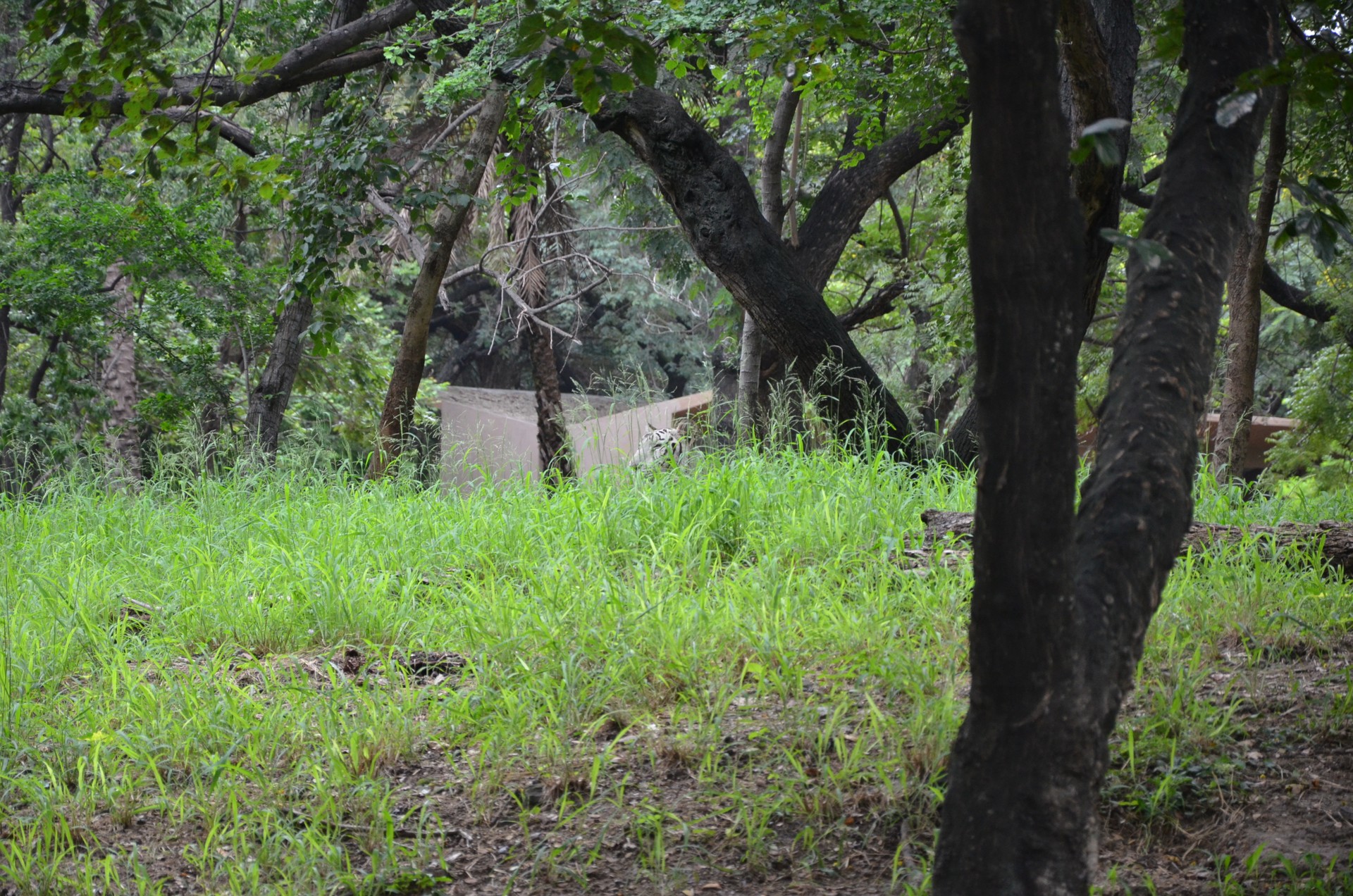 Nehru Zoological Park Zoo 1 cover