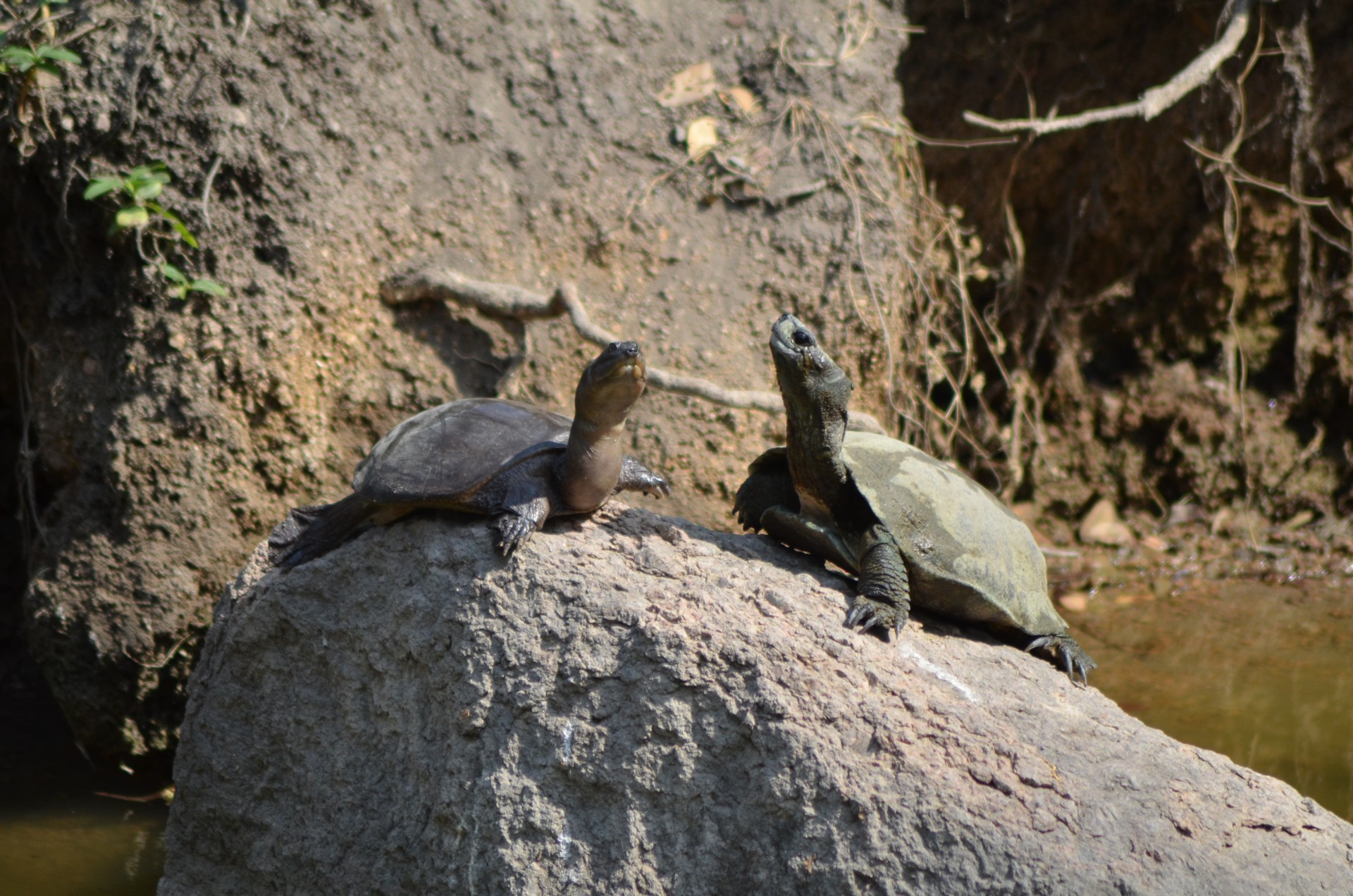 Nehru Zoological Park Zoo 6 cover