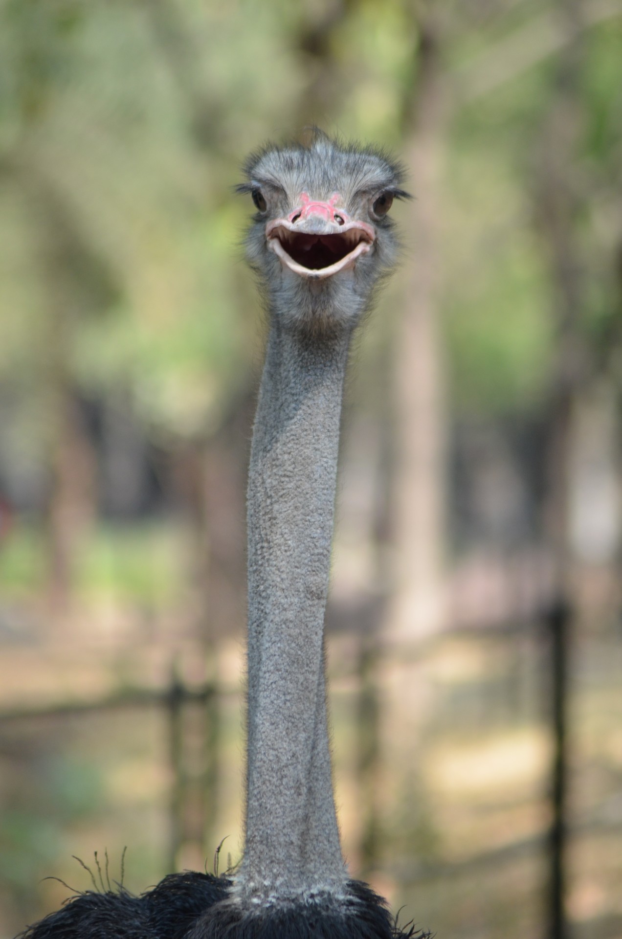 Zoo cover