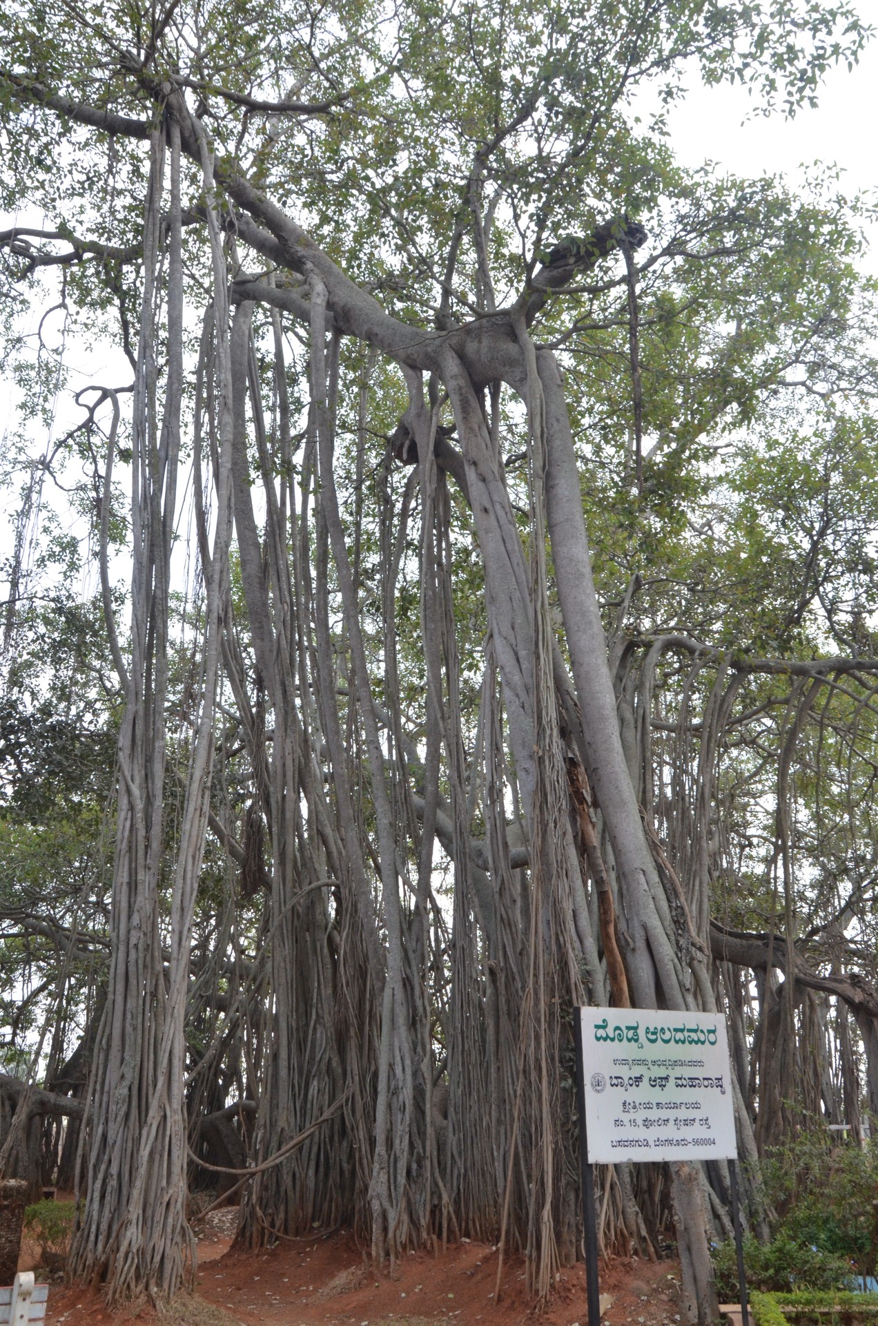 Big Banyan Tree cover