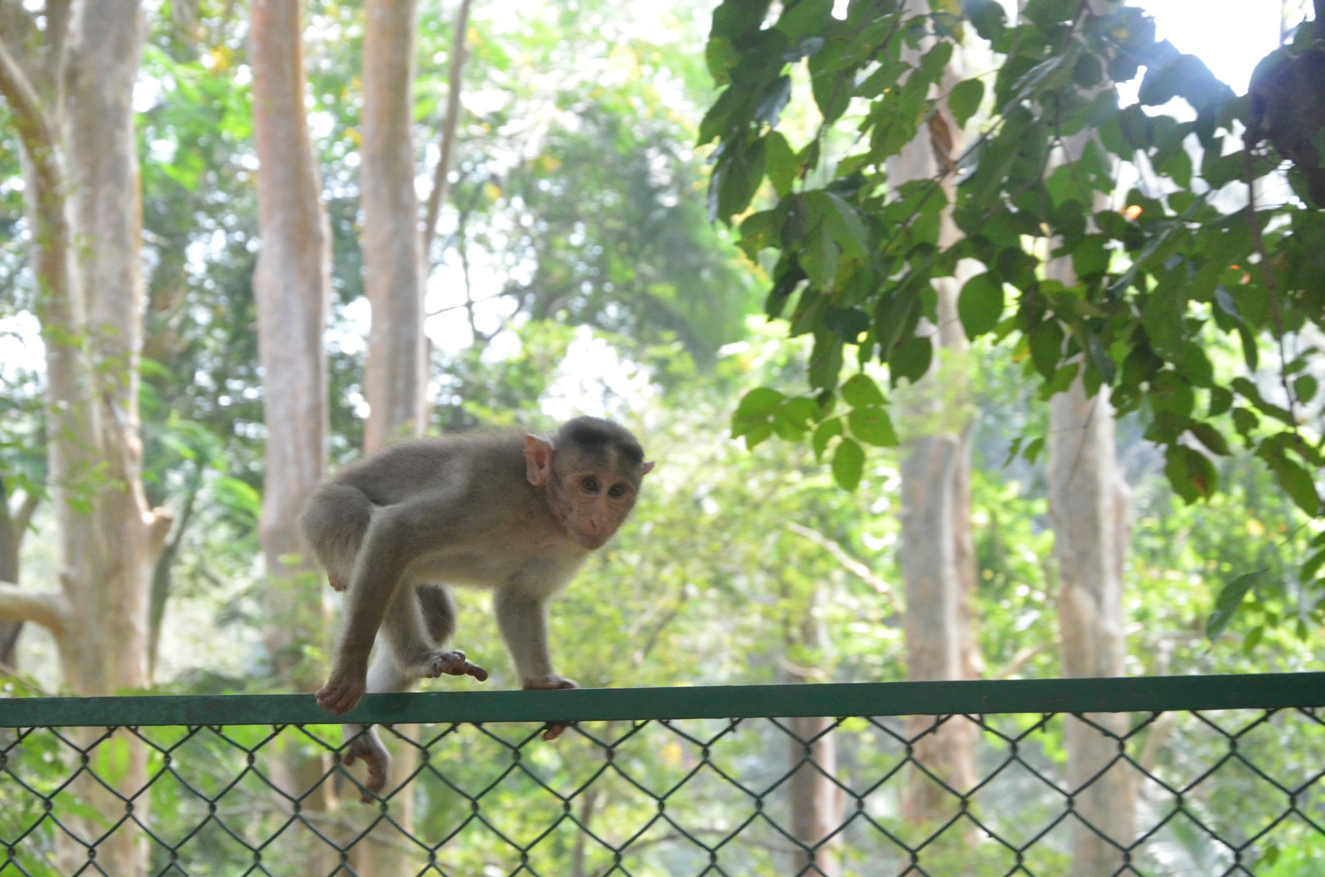 Bannerghatta National Park 1 cover