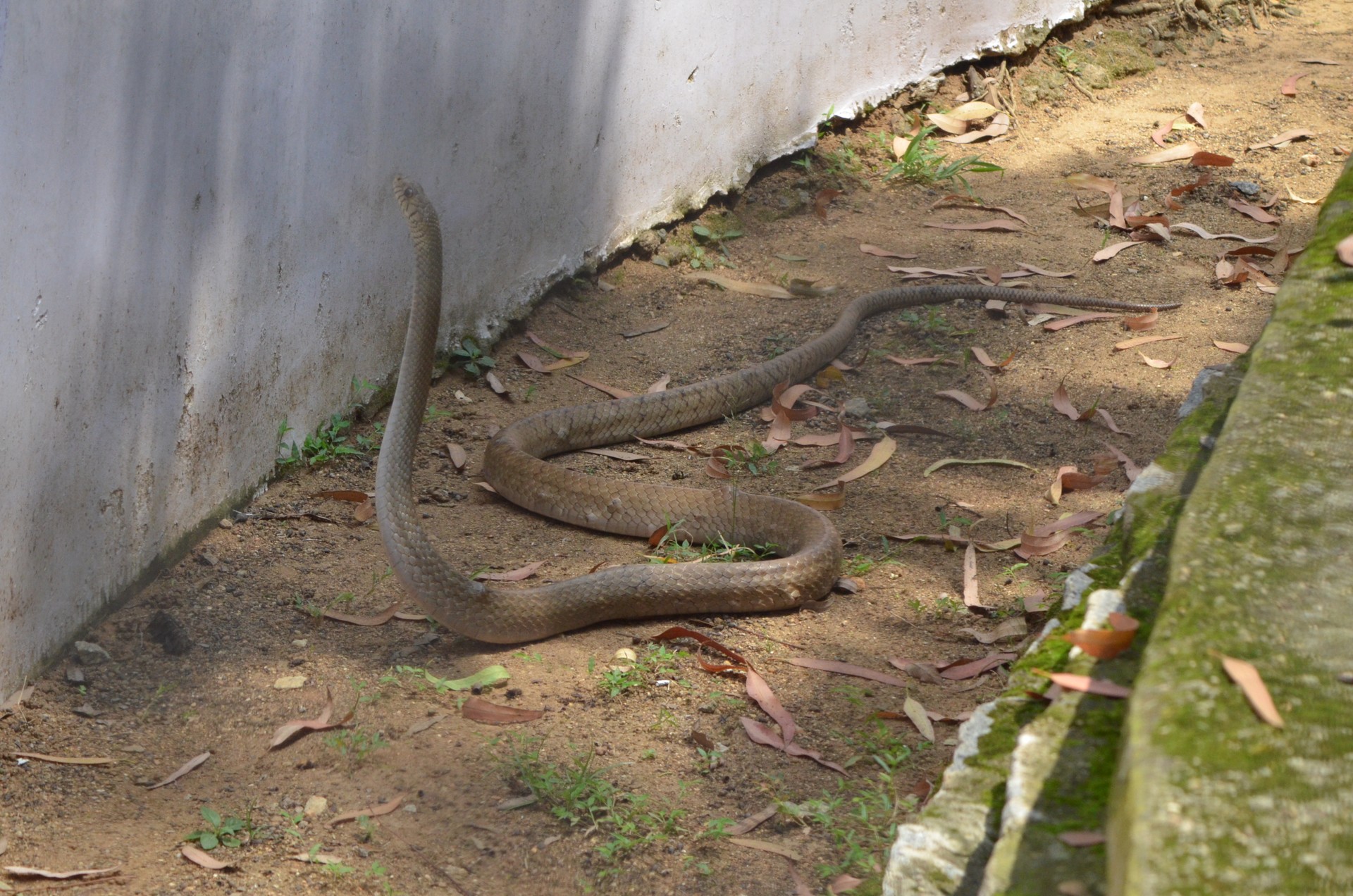 Bannerghatta National Park 2 cover