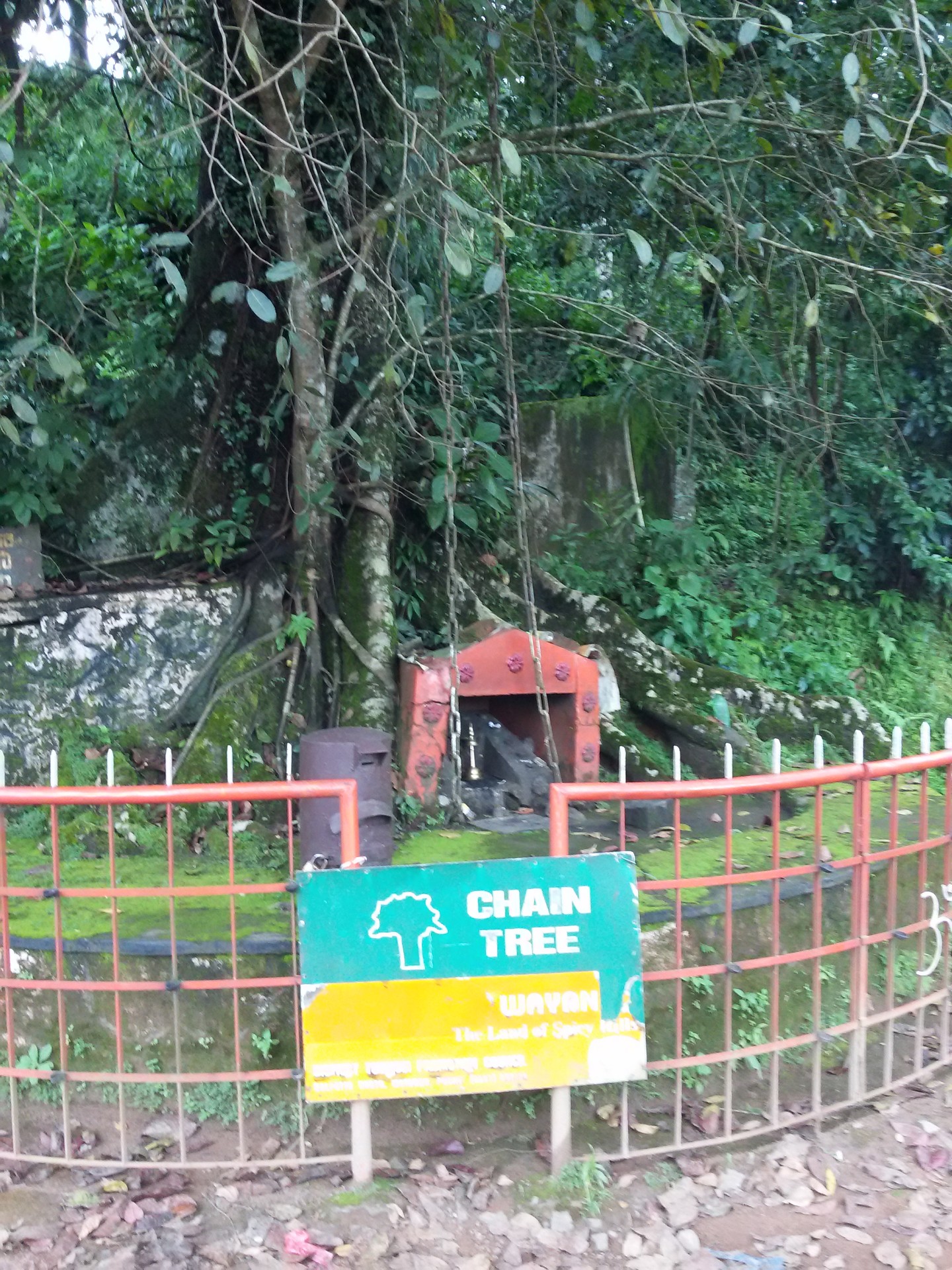 Chain Tree cover