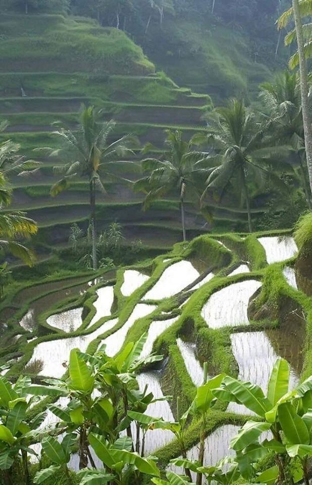 Nature at its Best cover