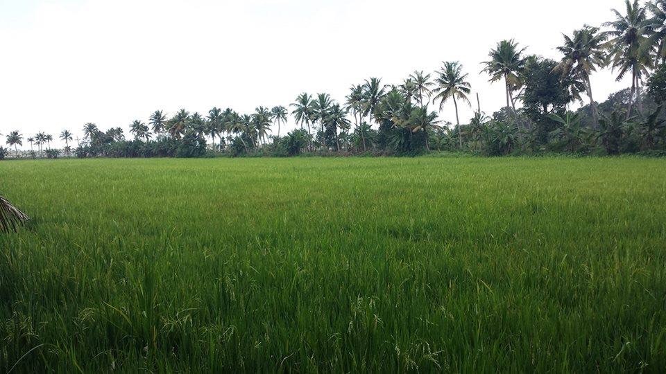 Gods Own Country 4 cover