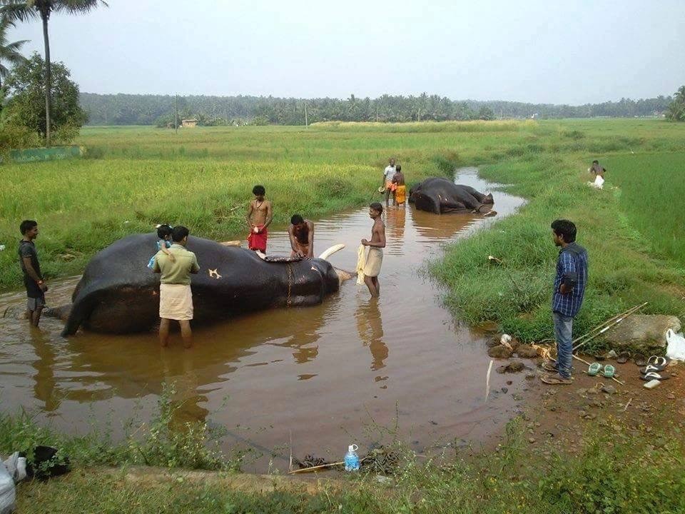 Gods Own Country 9 cover