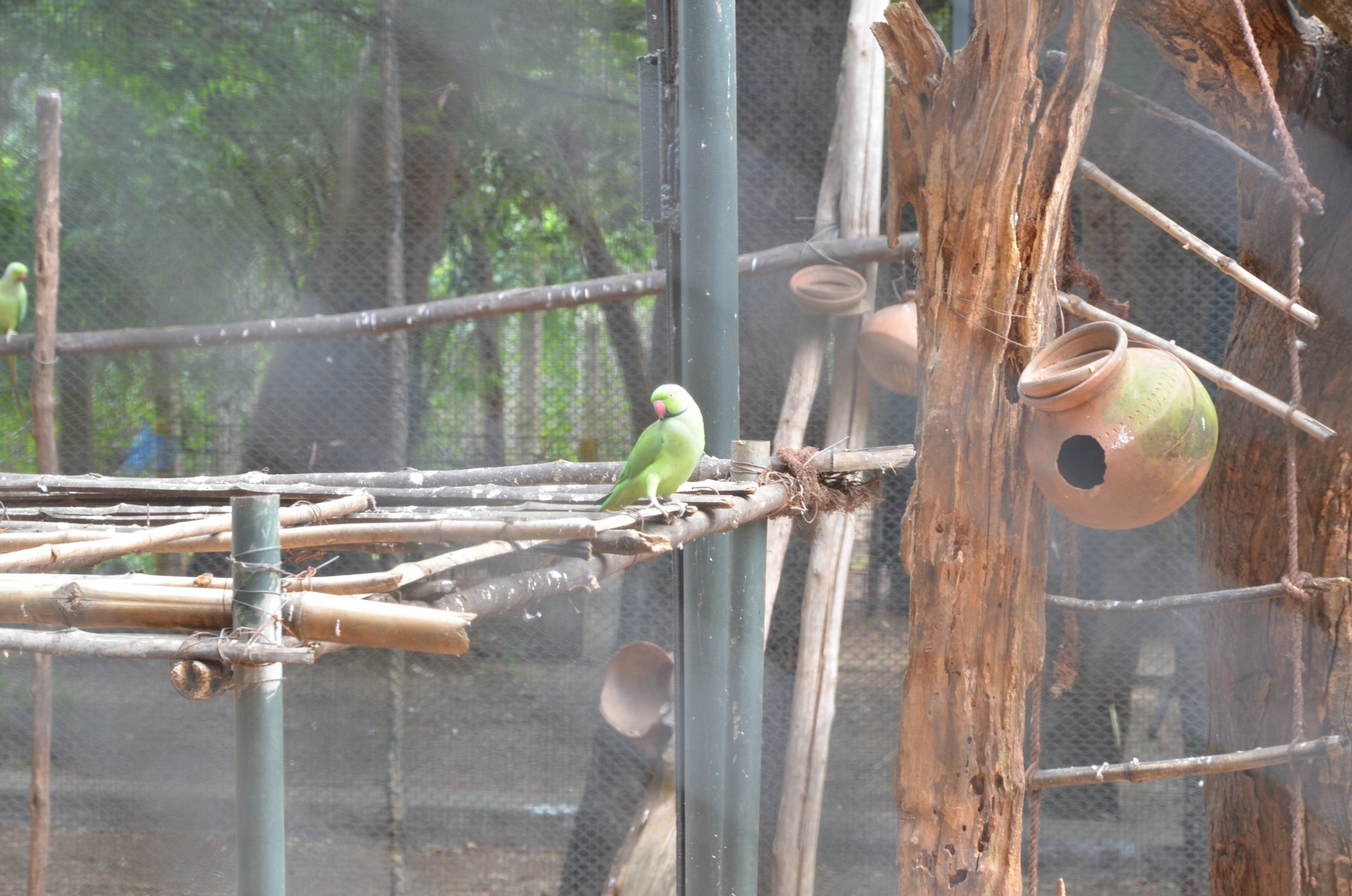 Guindy National Park Chennai cover