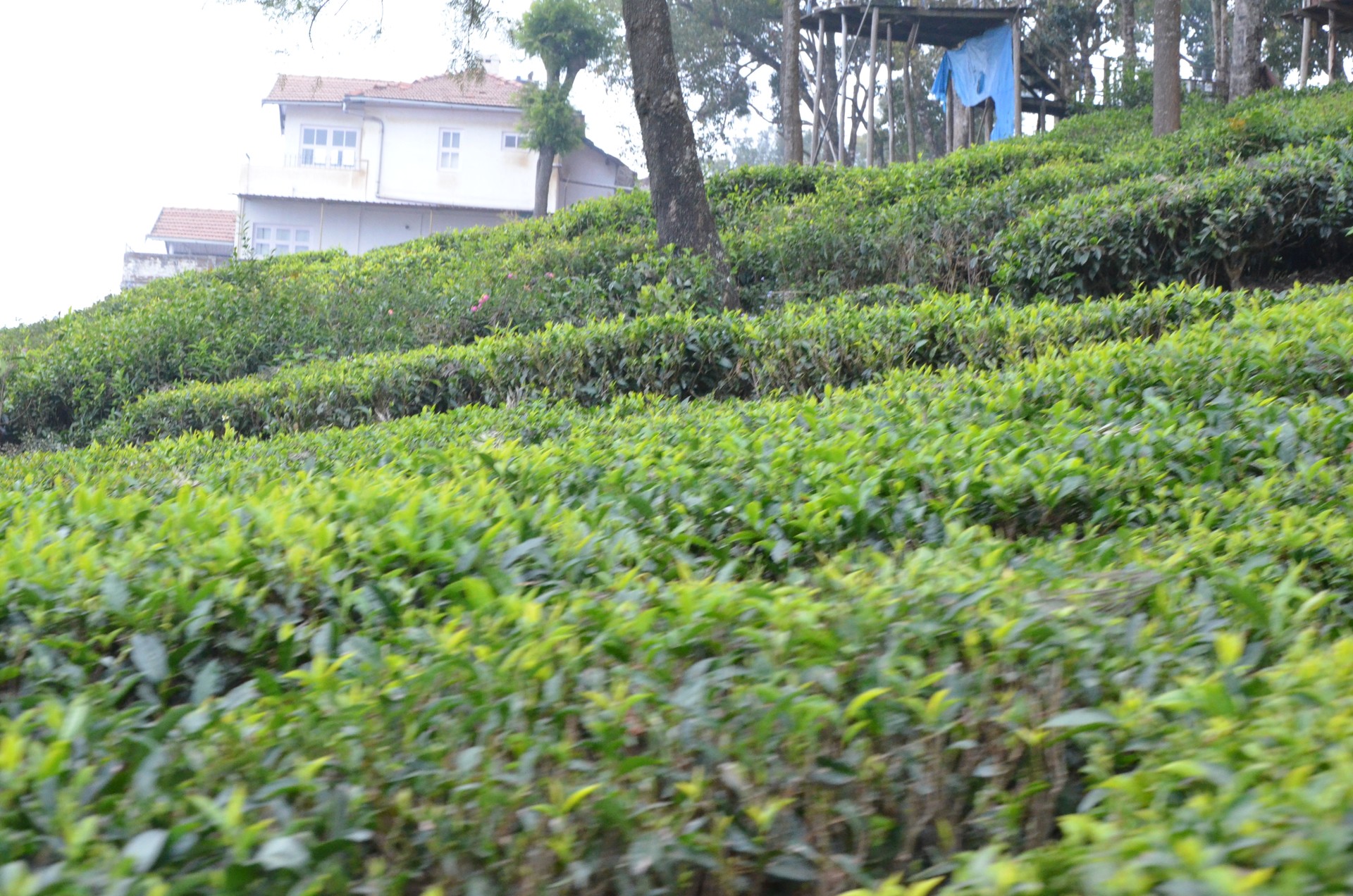 Tea Gardens Coonoor Ooty cover