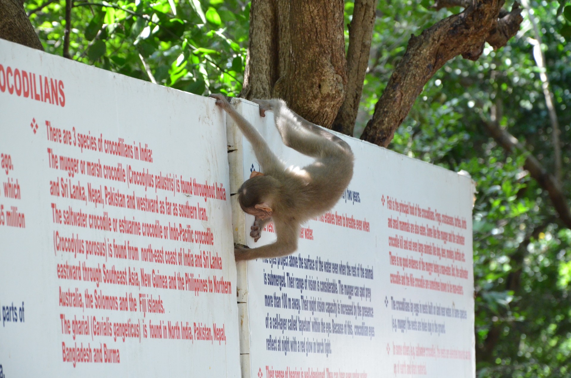 Chennai Snake Park Guindy cover