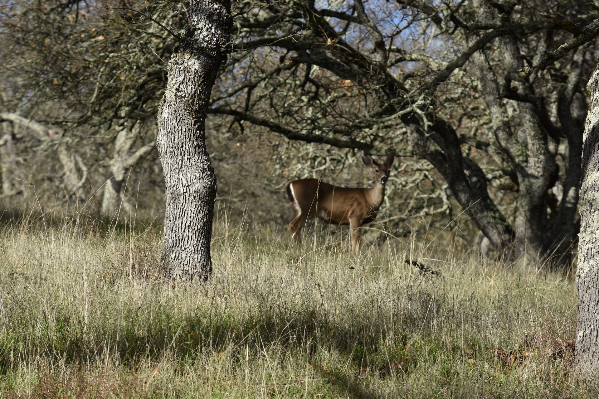 Mount Diablo California cover