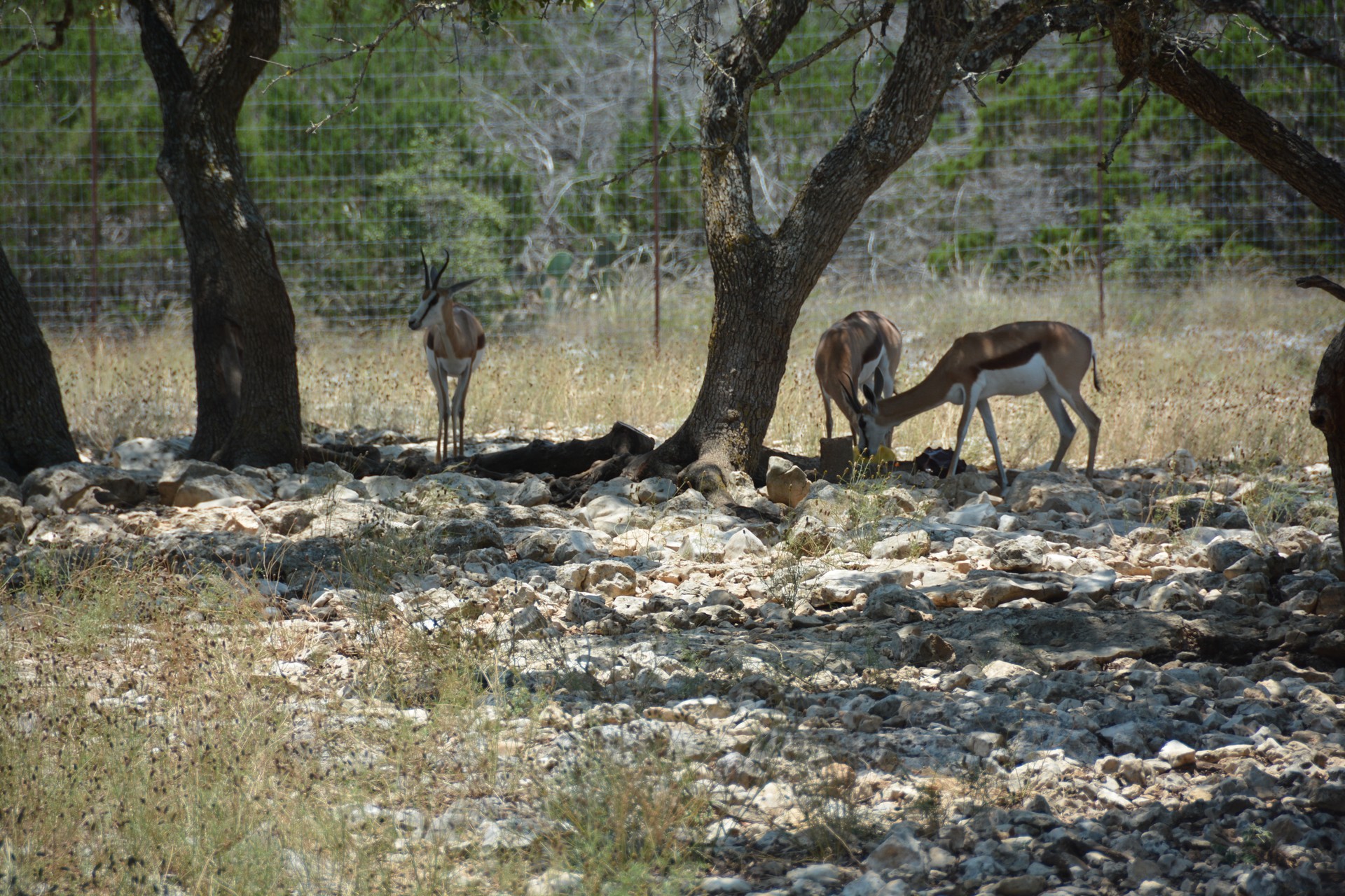 Natural Bridge Wildlife Ranch cover